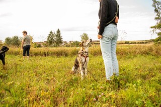 Hundtraining im Freien
