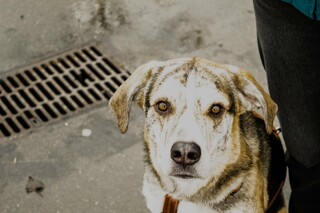privates Hundetraining mit Nicole Reininger